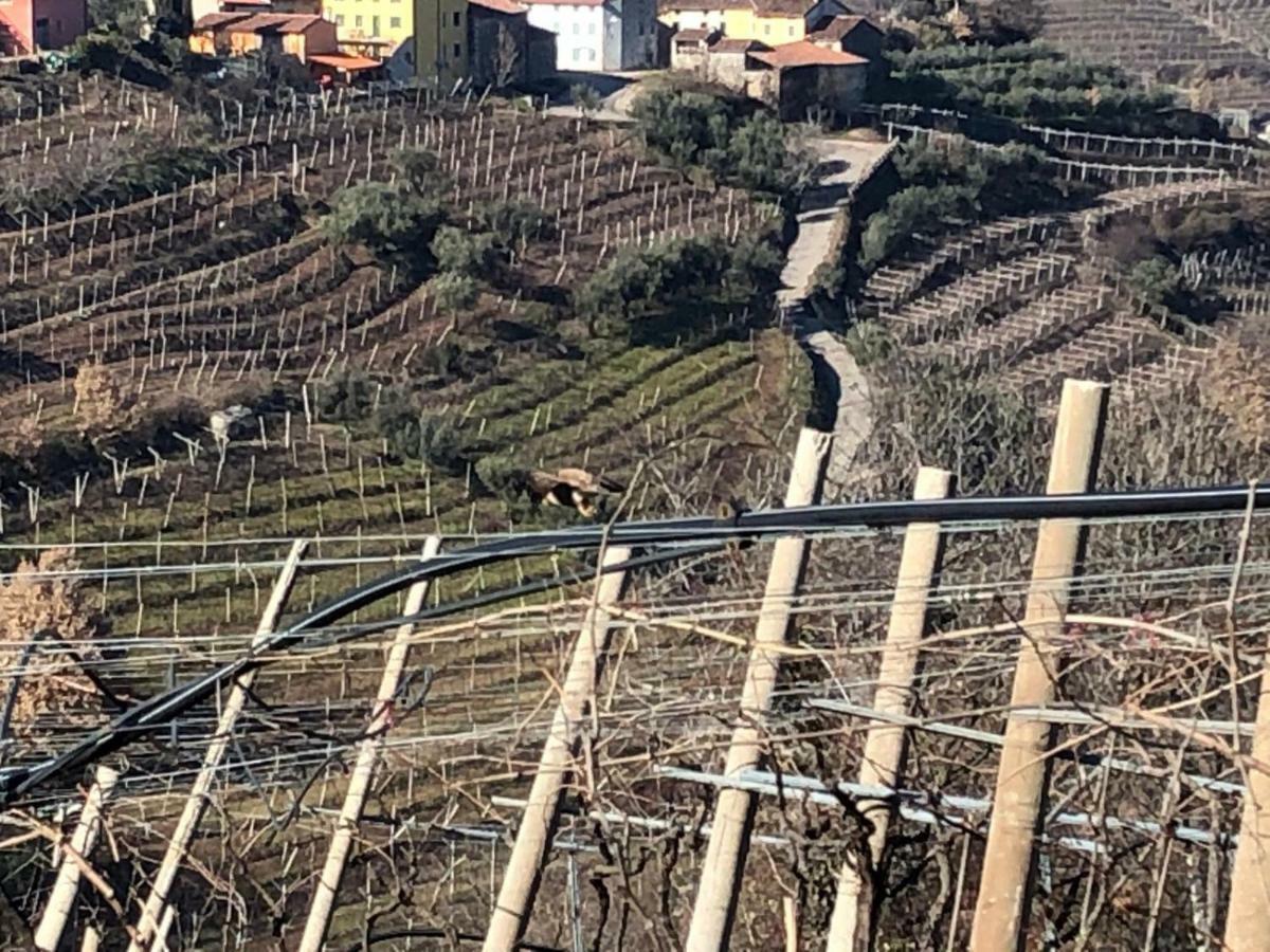 Agriturismo La Preara Monteforte d'Alpone Экстерьер фото